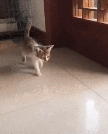 오늘 많이 피곤했던 고양이.gif | 인스티즈