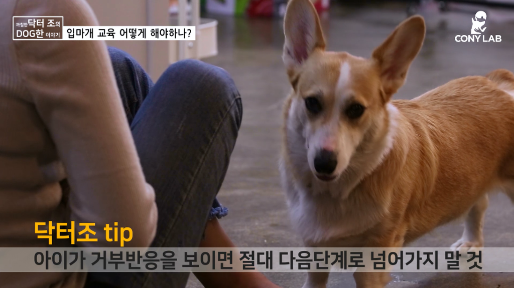[영상] 강아지에게 거부감 안들게 입마개 교육하는 법! | 인스티즈
