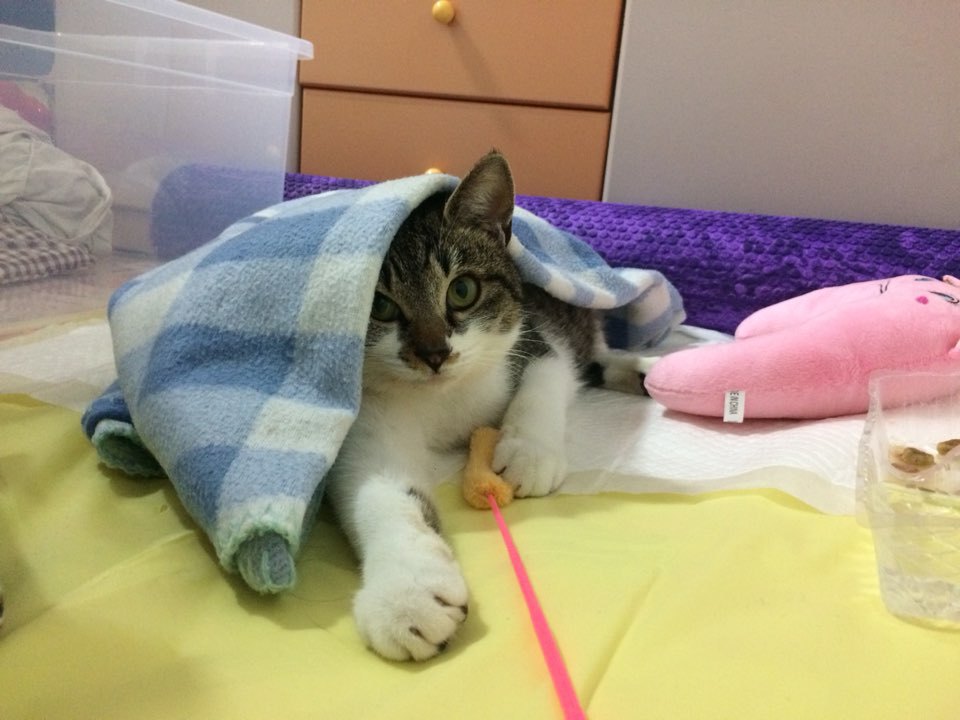 박스안에서 버려진채 떨고있던 고양이 쿠키의 평생을 함께 할수있는 따뜻한가족을 찾습니다! | 인스티즈
