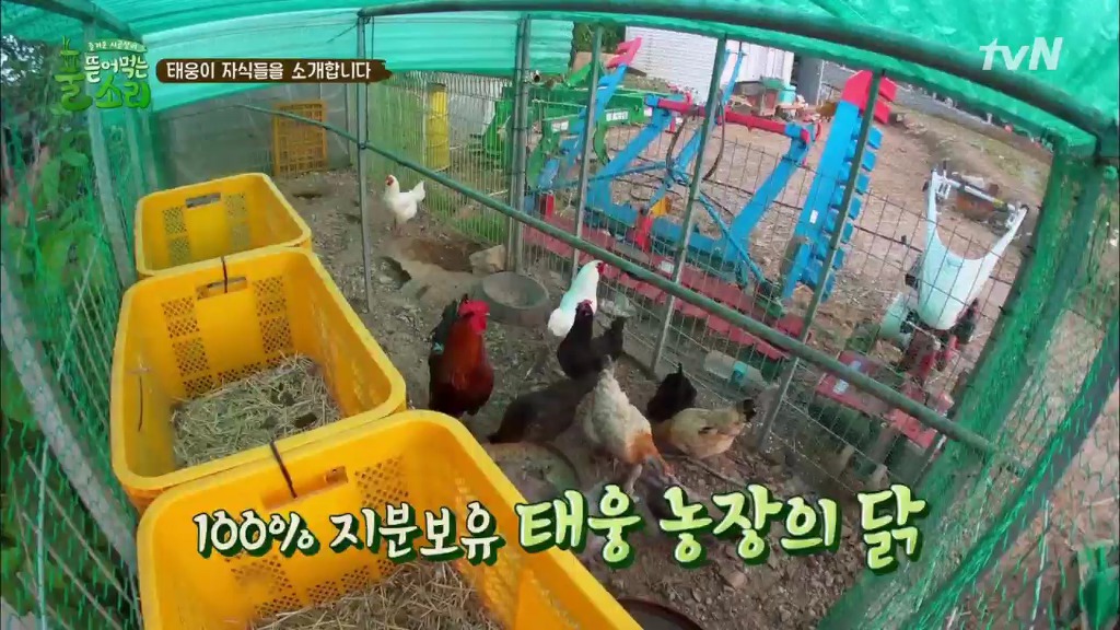[풀뜯어먹는소리] 닭에서 시작해 소까지 살 수 있게 된 중딩농부 태웅.jpg | 인스티즈