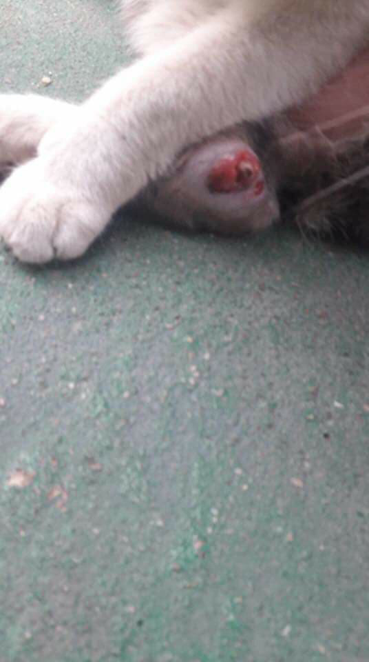 다친 고양이 한번씩만 봐주라..!! 아직도 후원 중이야! | 인스티즈