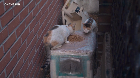 망원동 고양이 밥을 책임지고 있는 아이돌 | 인스티즈