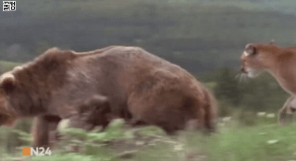 아기를 지키기위해 곰과 싸우는 엄마퓨마.jpgif | 인스티즈