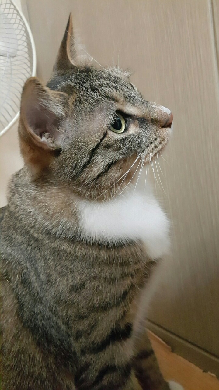 돼지꼬리 이미지