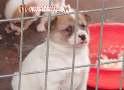 주사 맞고 삐진 강아지 | 인스티즈