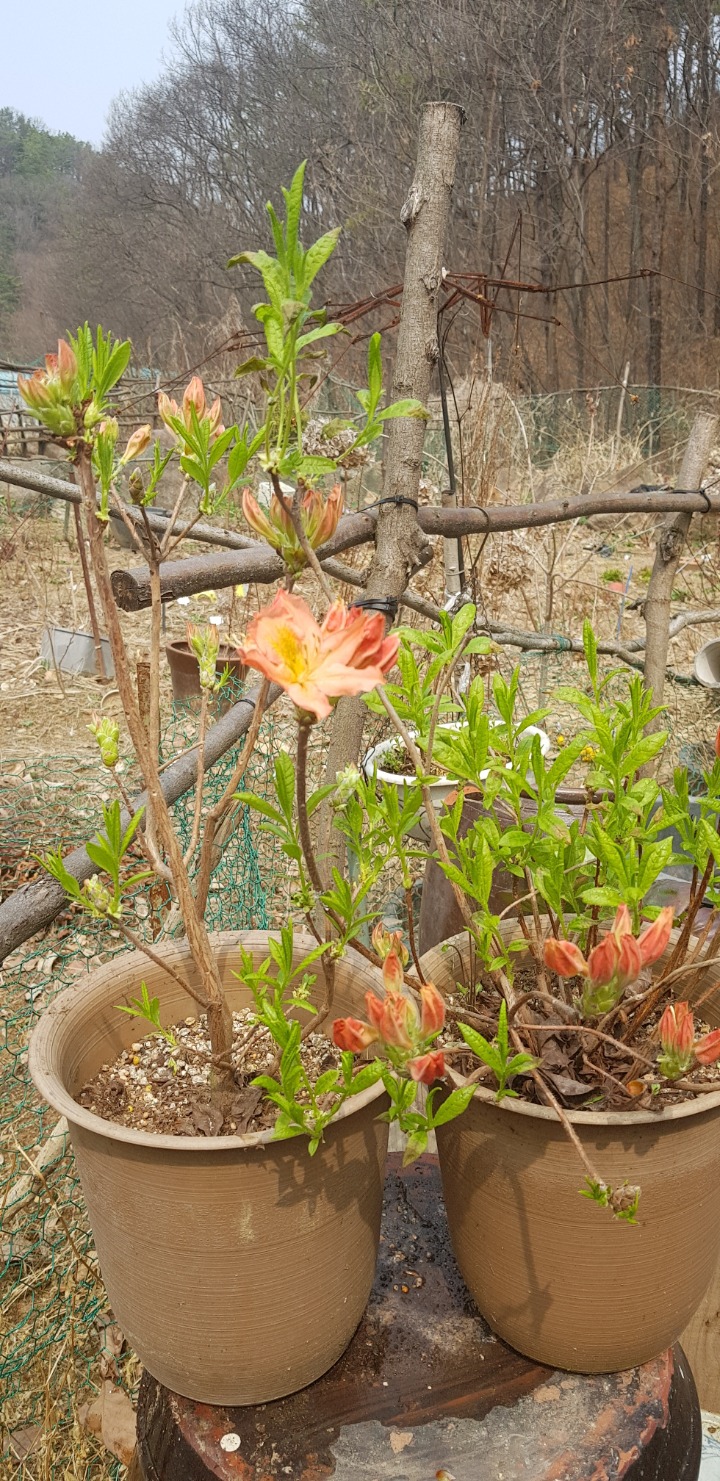 구봉화랑 이미지
