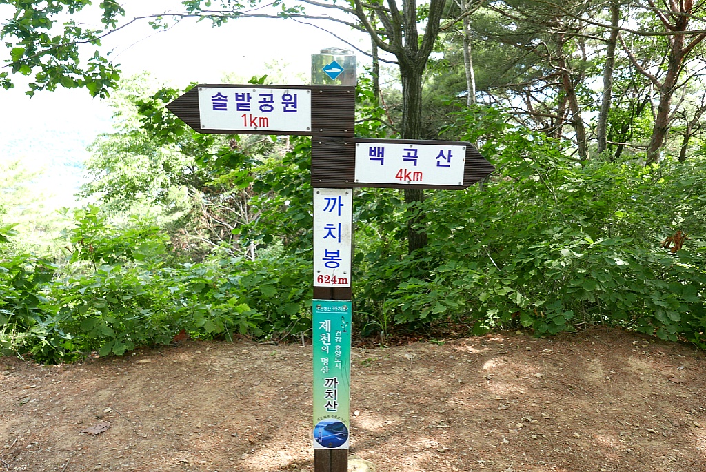피제 이미지