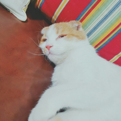 꼬모 이미지