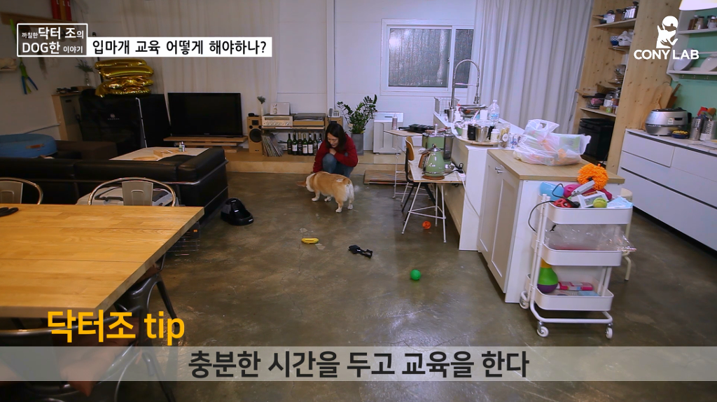 [영상] 강아지에게 거부감 안들게 입마개 교육하는 법! | 인스티즈