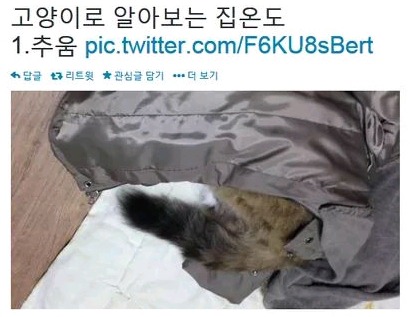 고양이로 알아보는 집온도 | 인스티즈
