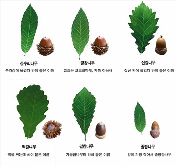 참나무 3형제 이미지