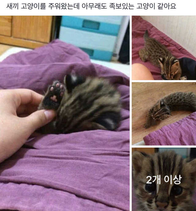 새끼 고양이를 주워왔는데 아무래도 족보있는 고양이 같아요 | 인스티즈