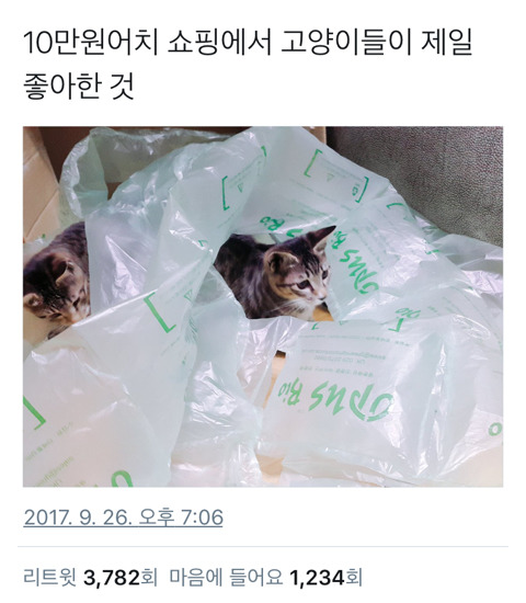 10만원어치 쇼핑에서 고양이들이 제일 좋아한 것 | 인스티즈