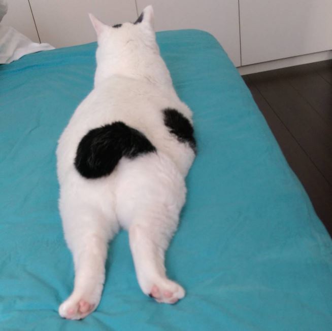 엉덩이가 까만 야옹이.jpg | 인스티즈