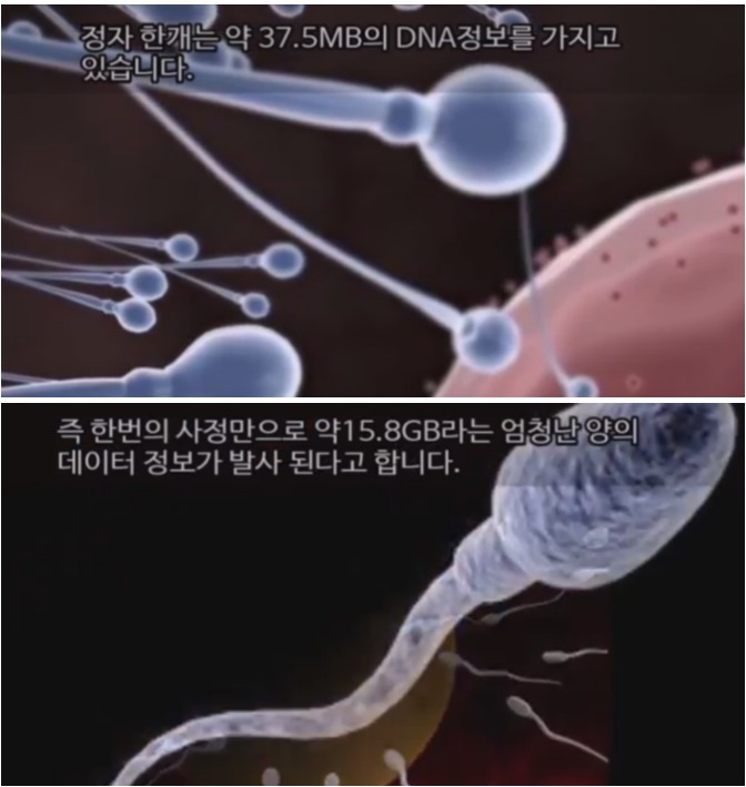 정자 1개당 데이터 용량 | 인스티즈