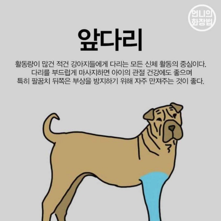 강아지 마사지 하는법 | 인스티즈