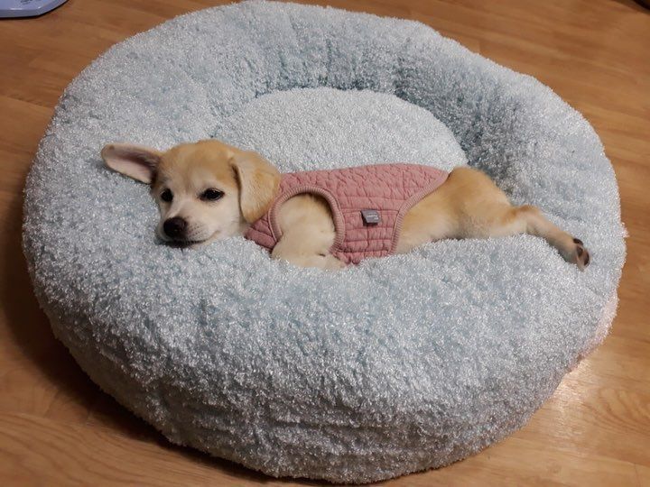 졸리면 아무데서나 잘 자는 절미.jpg | 인스티즈