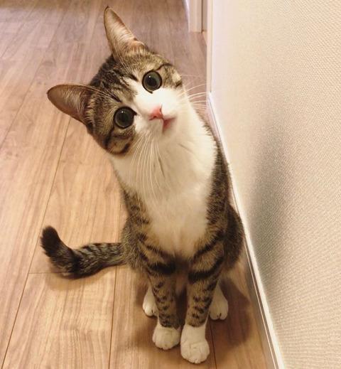 이름이 참새(すずめ)라는 사랑스런 고양이 | 인스티즈