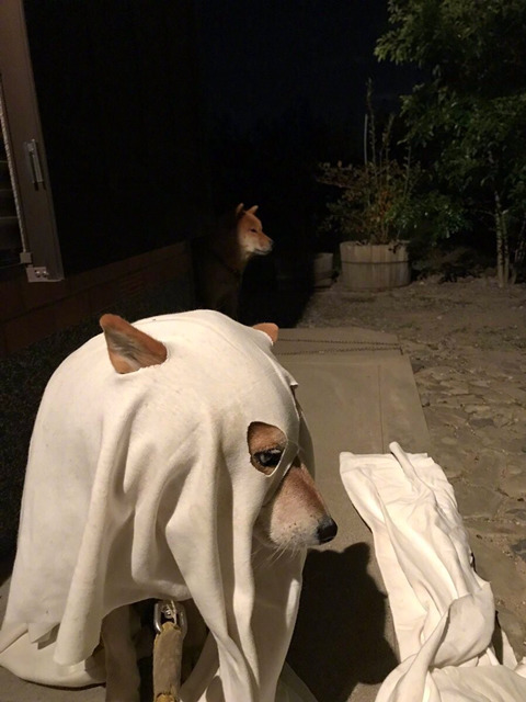 댕댕이의 할로윈.jpg | 인스티즈