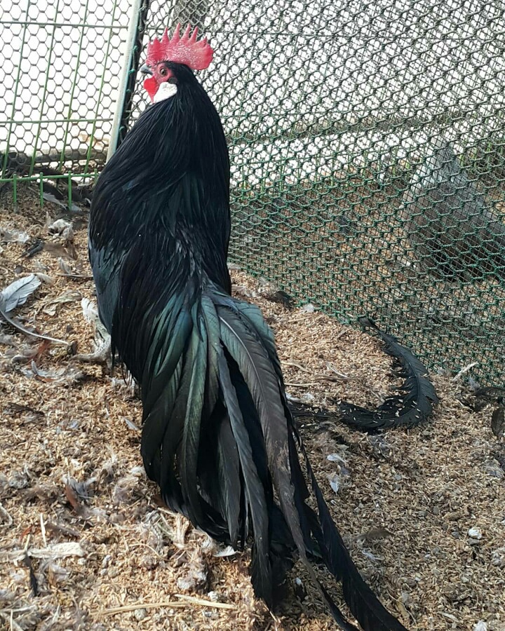 피닉스 이미지