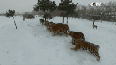 드론이 마냥 신기한 냥이들 .gif | 인스티즈