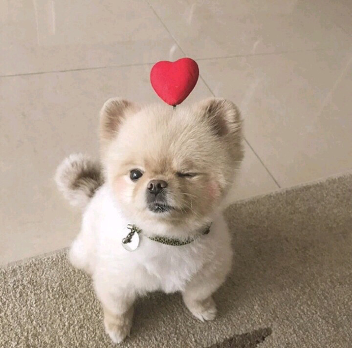 보면 기분좋아지는 댕댕이들 | 인스티즈