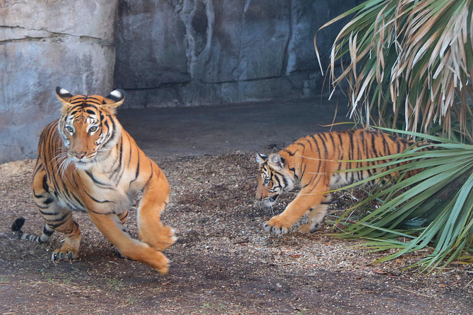 엄마한테 까부는 호초딩 | 인스티즈