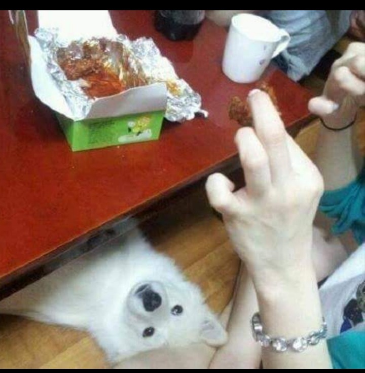 개가 치킨 먹고싶어하는 만화 | 인스티즈