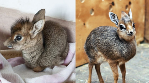 새끼 동물들 모음.jpg | 인스티즈