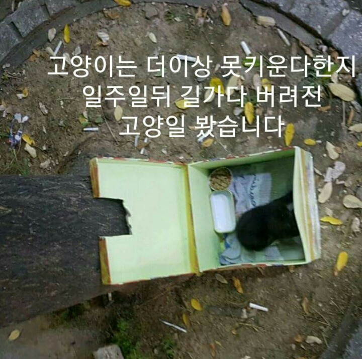 차라리 날 죽여...라는 제목으로 올라온 글(feat 집사).jpg | 인스티즈