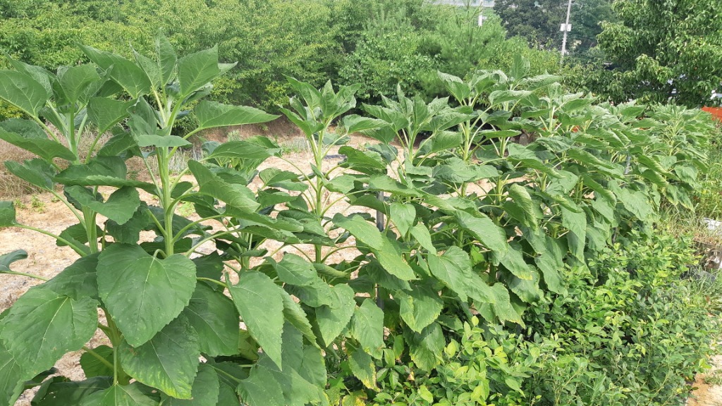 해바라기슈퍼 이미지