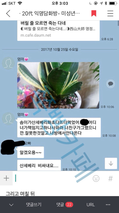 [익웃] 댕댕이가 어머님이 키우시는 산세베리아 뜯어먹음 | 인스티즈