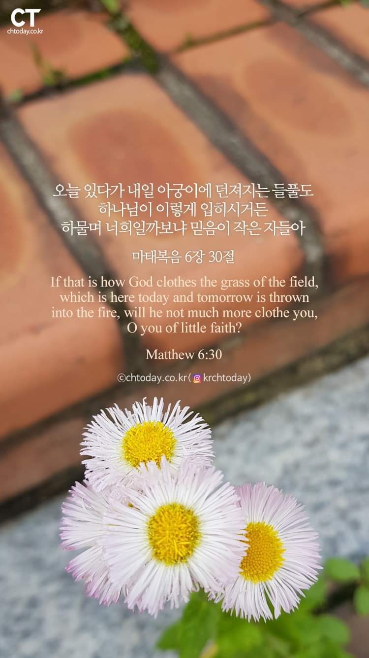 들풀 이미지