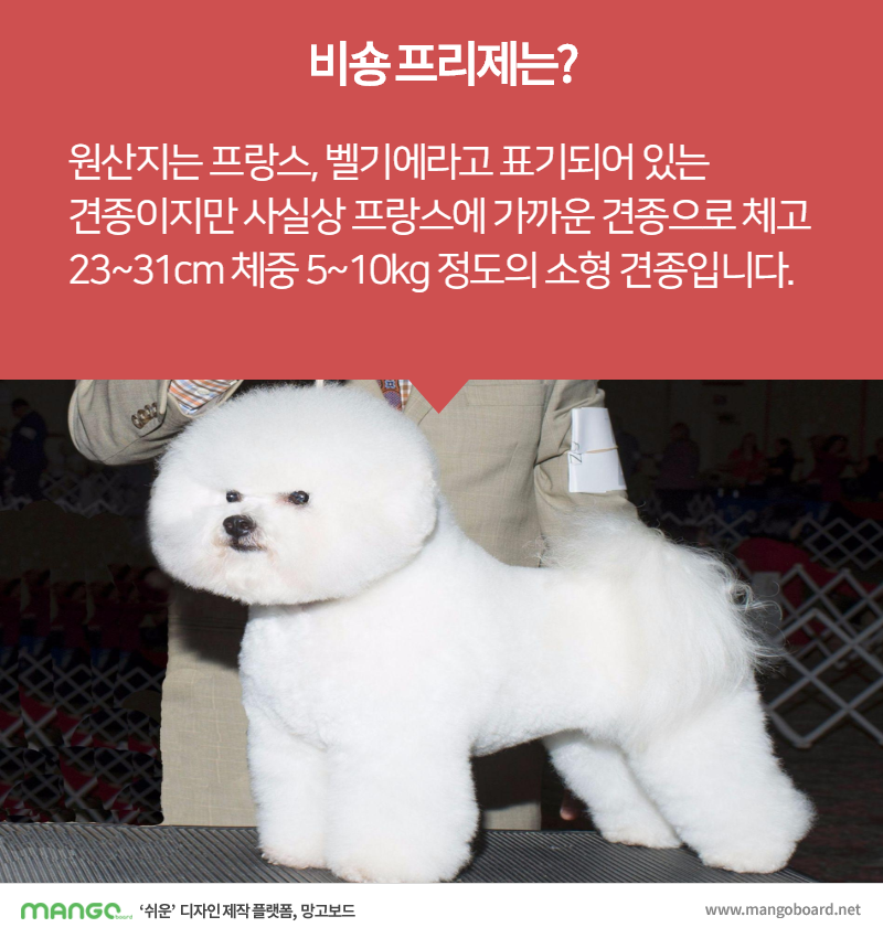 [견종정보] 비숑 프리제 이야기 | 인스티즈
