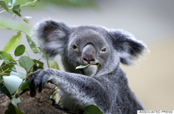 엄마의 응가먹는 아기코알라.gif | 인스티즈