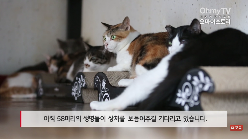 마산 애니멀 호더에게서 구조한 50여마리의 고양이들에게 손길을 내밀어주세요! 곧 쉼터가 폐쇄되어 아이들이 갈 곳이 없습니다 | 인스티즈