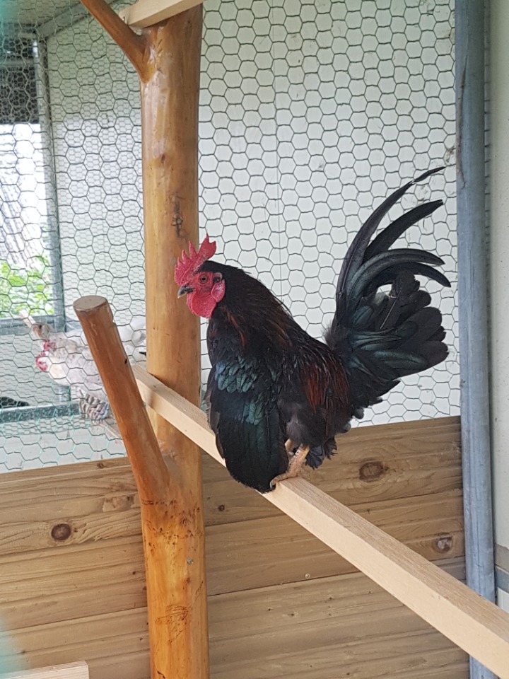 피닉스 이미지