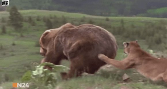 아기를 지키기위해 곰과 싸우는 엄마퓨마.jpgif | 인스티즈