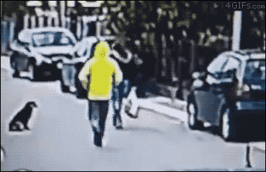 날치기 응징하는 댕댕이.GIF | 인스티즈