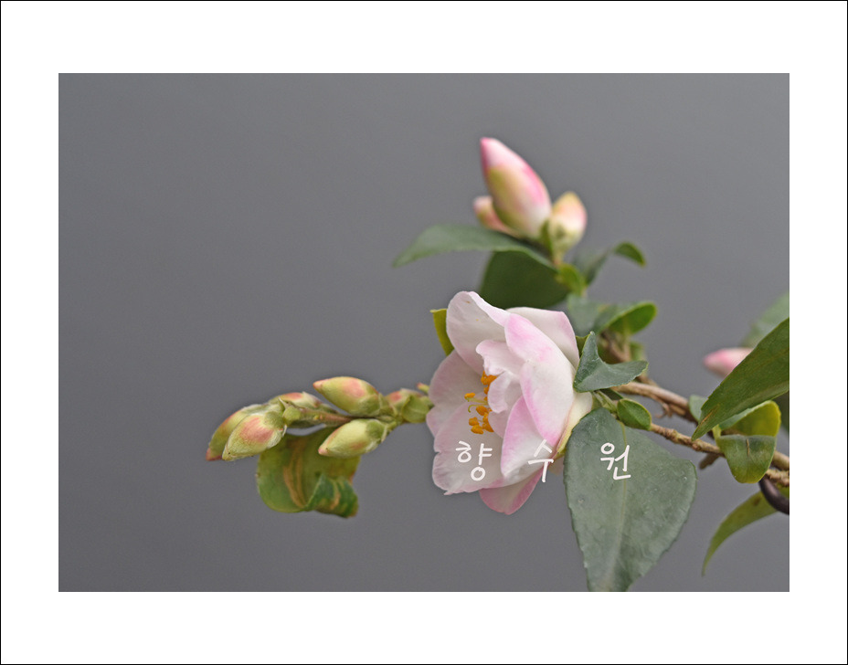 바람의속삭임 이미지