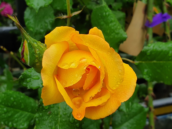 999B674C5CE0E2760AA47E