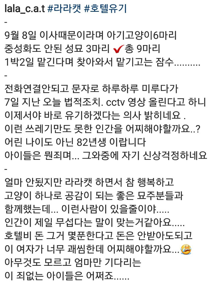 고양이 호텔에 고양이 9마리 유기 | 인스티즈