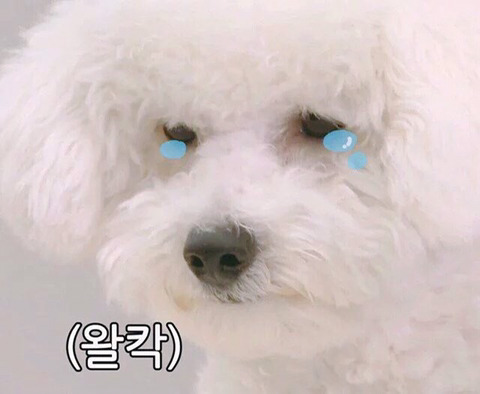 인 이미지
