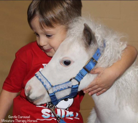 귀여움으로 지구 뿌신다는 미니어처 말 | 인스티즈