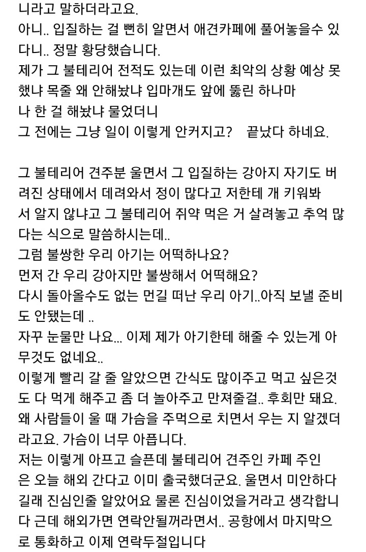 애견동반카페에서 카페주인이 키우는 불테리어에게 물려 죽은 강아지 주인이에요.(혐오주의) | 인스티즈
