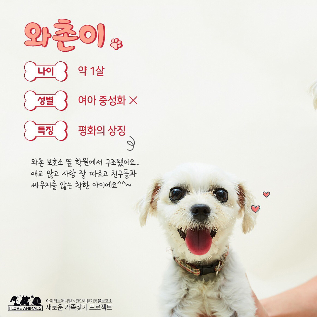 우리는 언제 가족이 생기나요? 사지 말고 입양하세요! | 인스티즈