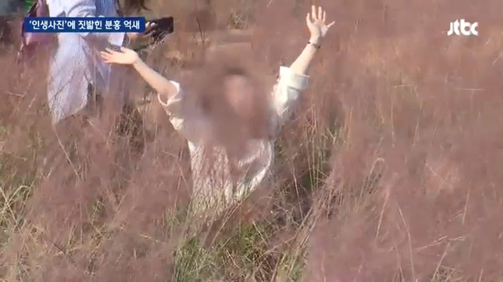 인생사진에 짓밟힌 분홍 억새.jpg | 인스티즈