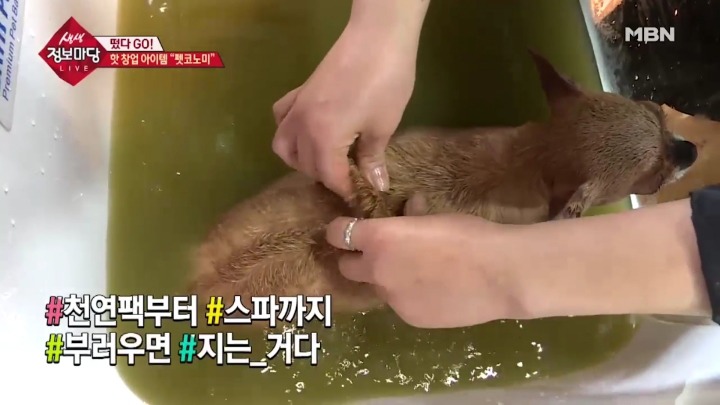 강아지 아로마테라피.jpg | 인스티즈