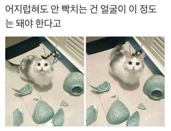 사고친 고양이.jpg | 인스티즈