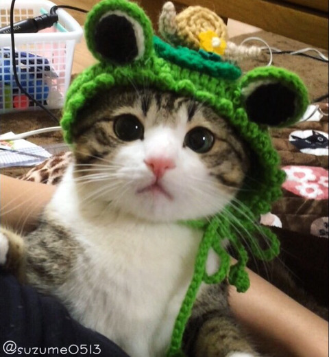이름이 참새(すずめ)라는 사랑스런 고양이 | 인스티즈